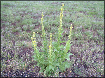 Mature Plant