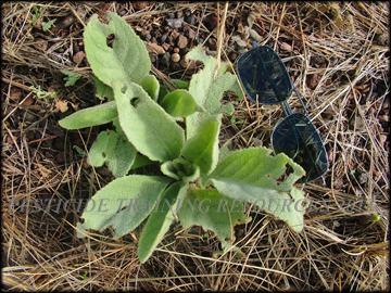 Small Plant