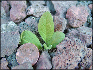 Seedling