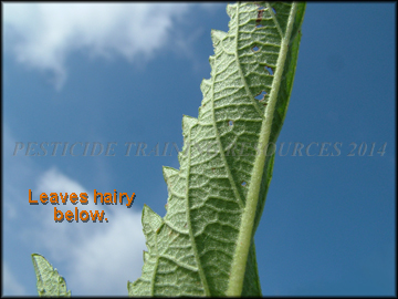 Bottom of Leaf