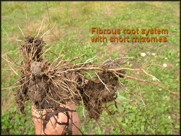 Roots