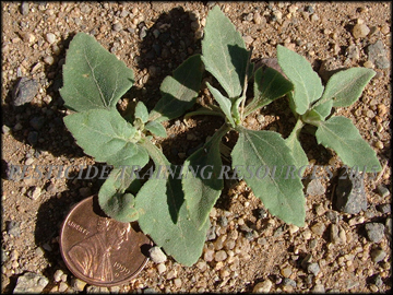 Seedlings