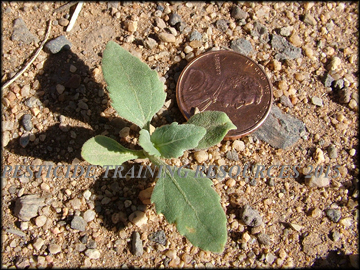 Seedling