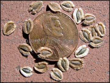 Seed