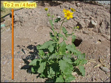 Plant