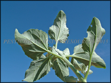 Foliage