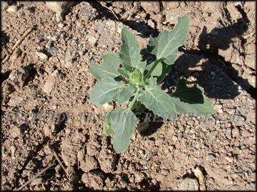 Small Plant