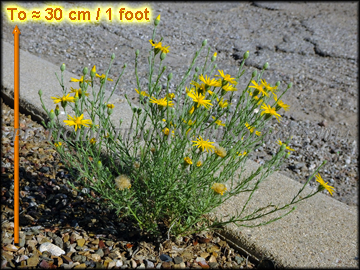 Flowers and Foliage