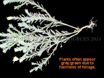 Flowers and Foliage