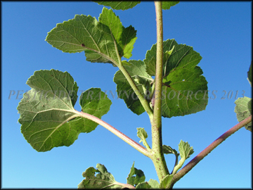 Stem and Leaves