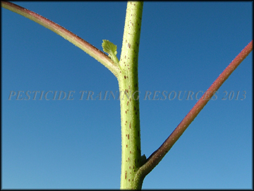 Stem
