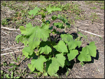 Plant