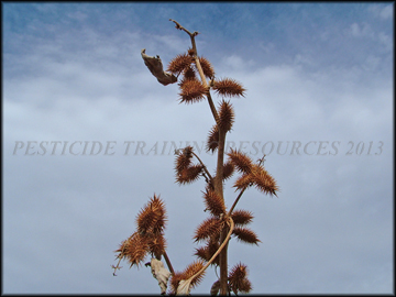 Dry Seed