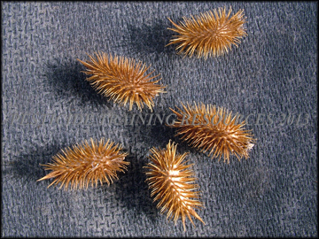 Dry Seed