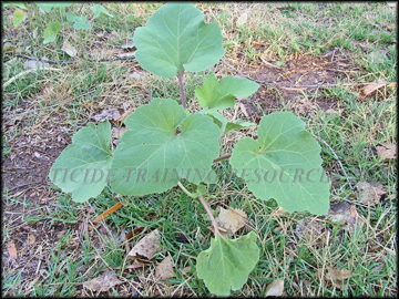 Small Plant