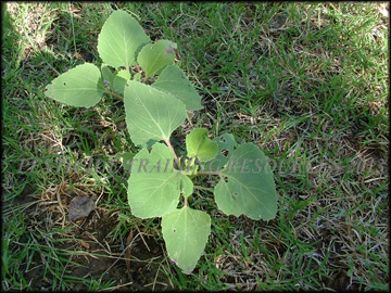 Small Plants
