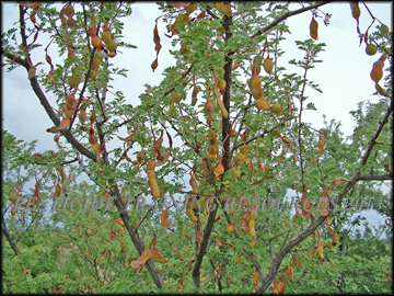 Pods