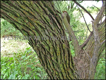 Bark