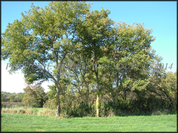 Trees