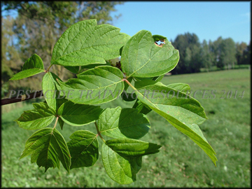 Foliage