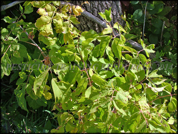Leaves