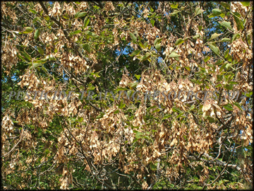 Dry Fruit
