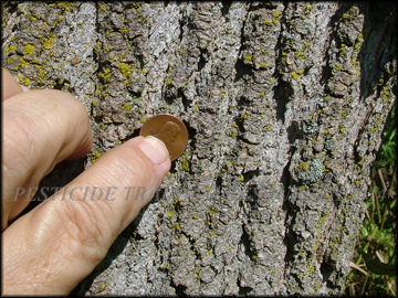 Bark