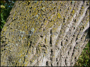 Bark