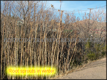 Stems in Winter