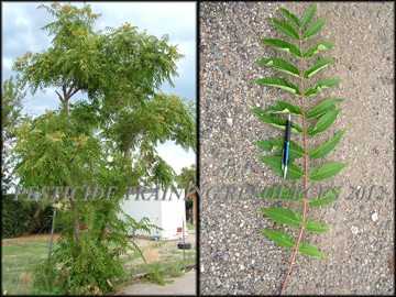 Tree and Foliage