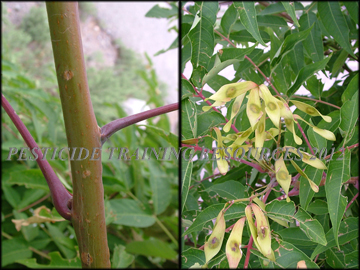 Stem Seeds