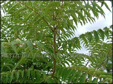 Foliage
