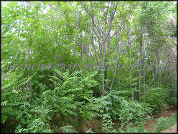 Plants