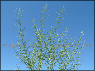 Foliage