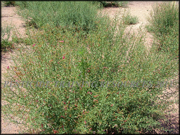 Flowering Plant
