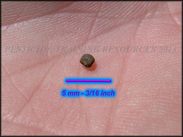 Seed