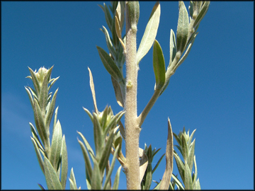 Stem and Leaves