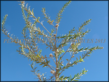 Foliage