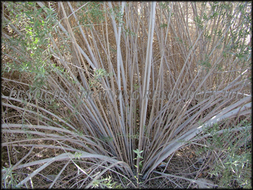 Bare Stems