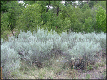 Mature Plants
