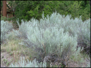 Mature Plants