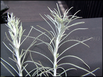 Foliage
