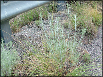 Small Plants