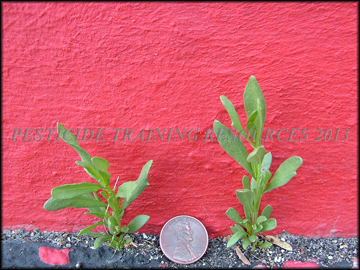 Small Plants