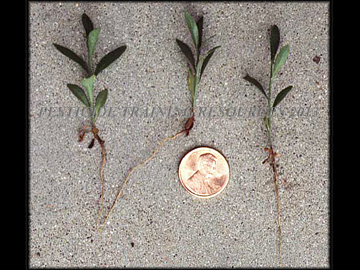Seedlings