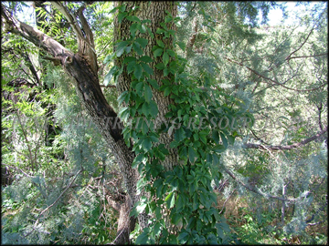 Vine on Tree
