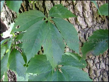 Foliage