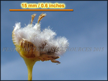 Seed
