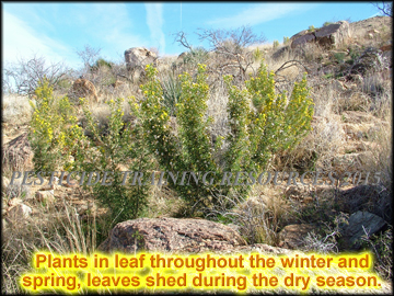 Plants