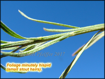 Leaves & Stem